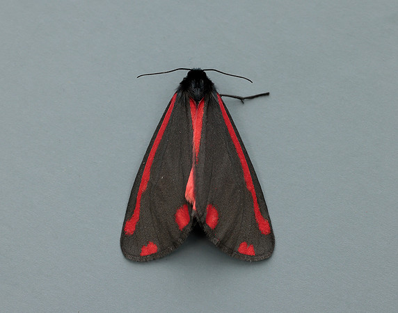 72.031 BF2069 Cinnabar Tyria jacobaeae