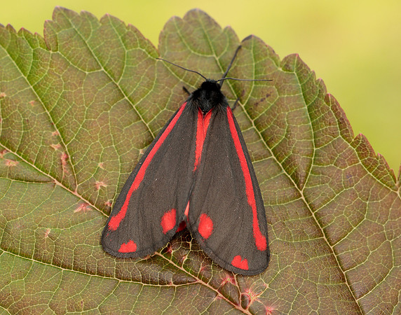 72.031 BF2069 Cinnabar Tyria jacobaeae