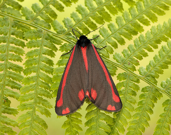 72.031 BF2069 Cinnabar Tyria jacobaeae