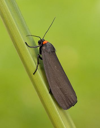 72.042 BF2039 Red-necked Footman Atolmis rubricollis