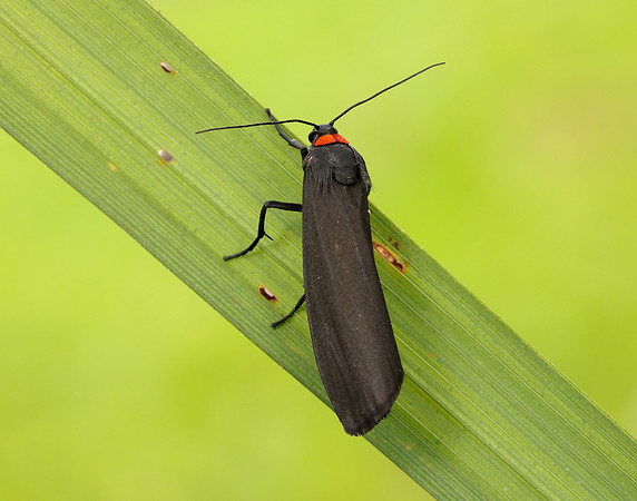 72.042 BF2039 Red-necked Footman Atolmis rubricollis