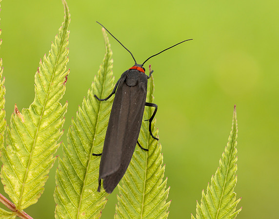 72.042 BF2039 Red-necked Footman Atolmis rubricollis