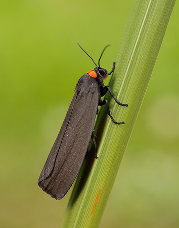 72.042 BF2039 Red-necked Footman Atolmis rubricollis
