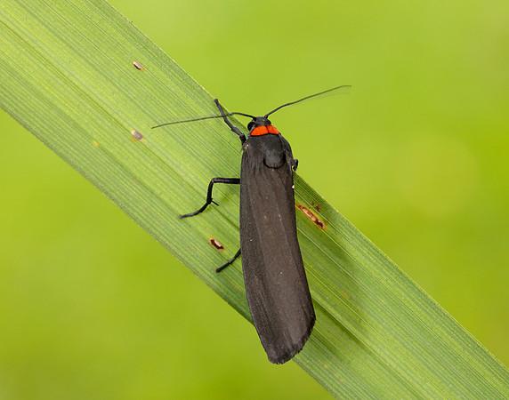 72.042 BF2039 Red-necked Footman Atolmis rubricollis