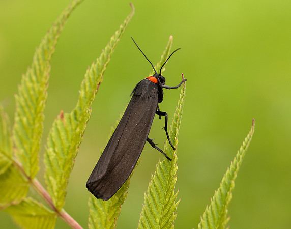 72.042 BF2039 Red-necked Footman Atolmis rubricollis