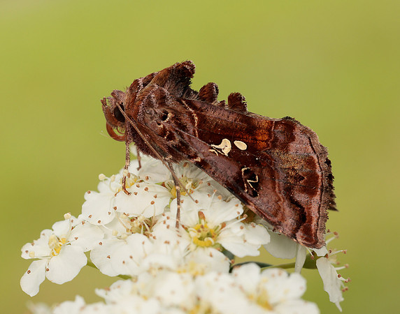 73.016 BF2442 Beautiful Golden Y Autographa pulchrina