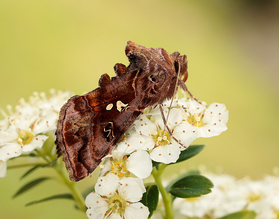 73.016 BF2442 Beautiful Golden Y Autographa pulchrina