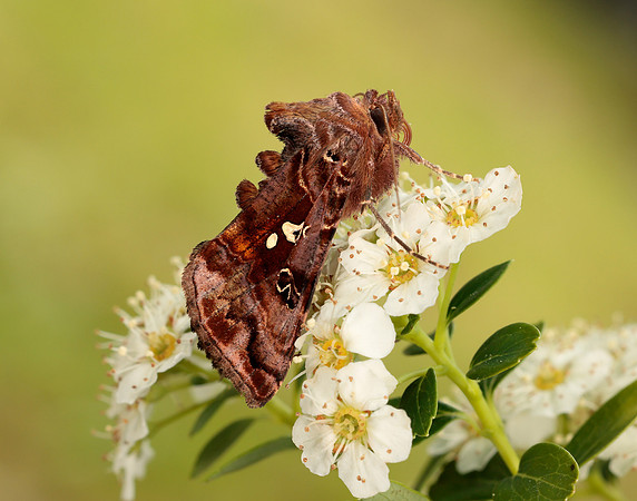 73.016 BF2442 Beautiful Golden Y Autographa pulchrina