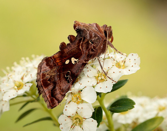 73.016 BF2442 Beautiful Golden Y Autographa pulchrina