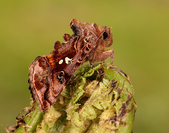 73.016 BF2442 Beautiful Golden Y Autographa pulchrina