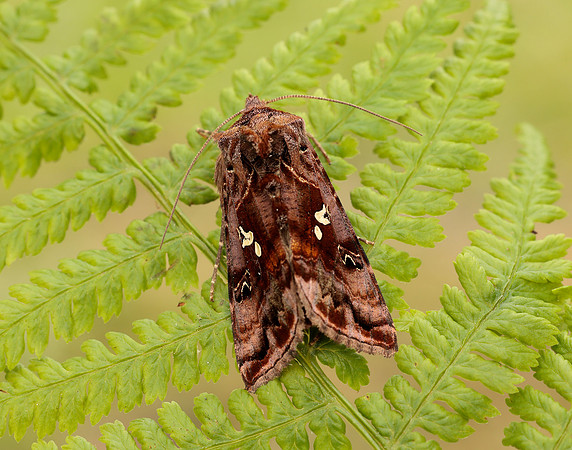 73.016 BF2442 Beautiful Golden Y Autographa pulchrina
