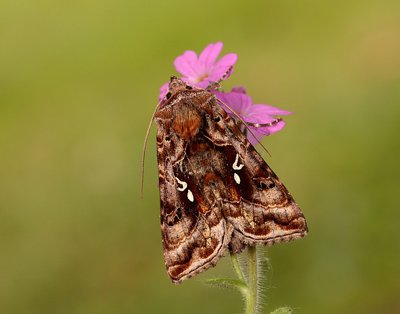 73.016 BF2442 Beautiful Golden Y Autographa pulchrina