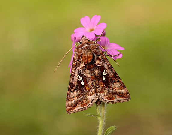 73.016 BF2442 Beautiful Golden Y Autographa pulchrina