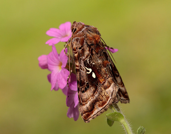 73.016 BF2442 Beautiful Golden Y Autographa pulchrina