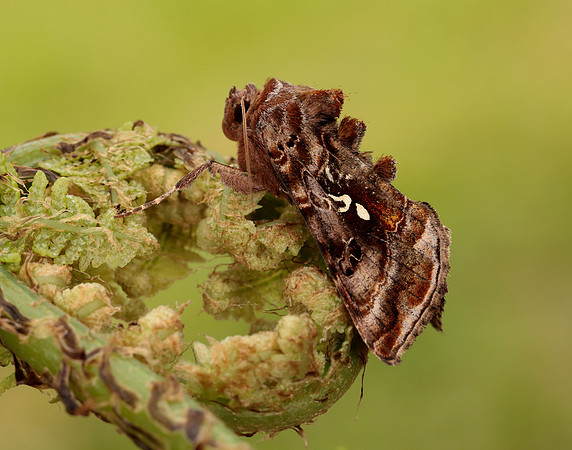 73.016 BF2442 Beautiful Golden Y Autographa pulchrina