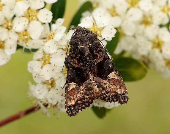 73.114 BF2305 Small Angle Shades Euplexia lucipara