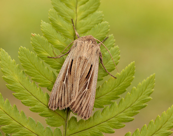73.301 BF2205 Shoulder-striped Wainscot Leucania comma