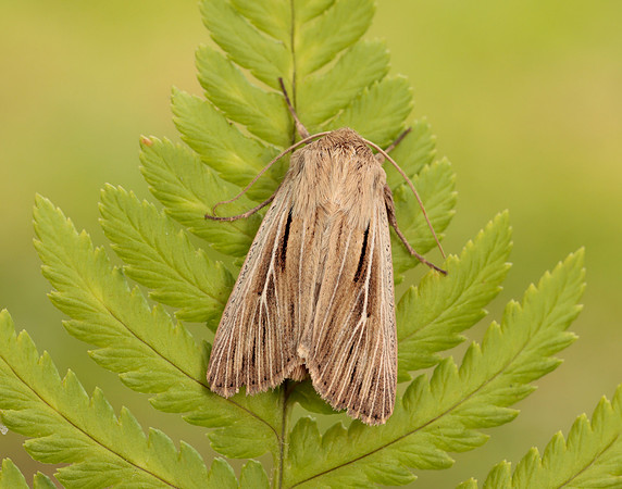 73.301 BF2205 Shoulder-striped Wainscot Leucania comma