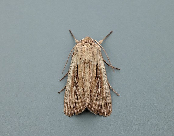 73.301 BF2205 Shoulder-striped Wainscot Leucania comma