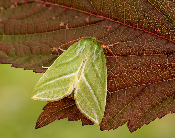 74.008 BF2422 Green Silver-lines Pseudoips prasinana