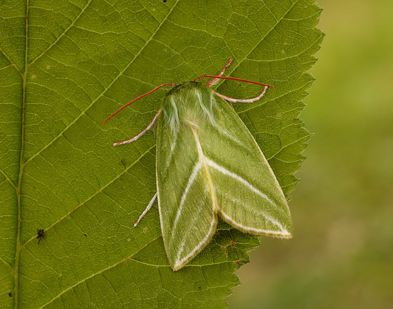 74.008 BF2422 Green Silver-lines Pseudoips prasinana