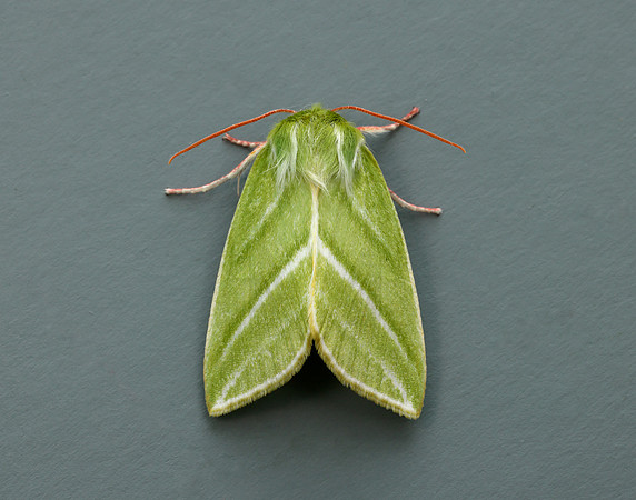 74.008 BF2422 Green Silver-lines Pseudoips prasinana