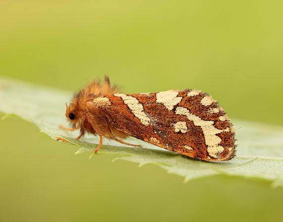 3.004 BF16 Gold Swift Phymatopus hecta