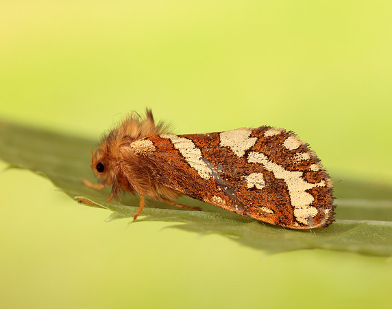 3.004 BF16 Gold Swift Phymatopus hecta
