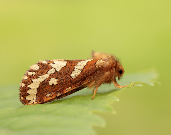 3.004 BF16 Gold Swift Phymatopus hecta