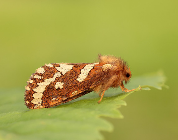 3.004 BF16 Gold Swift Phymatopus hecta
