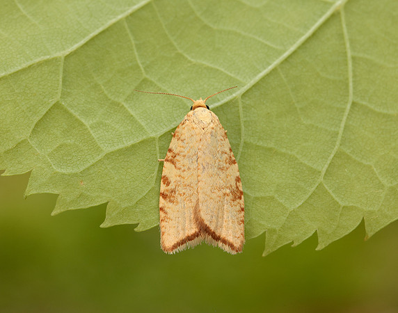 49.060 BF1032 Aleimma loeflingiana