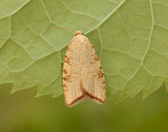 49.060 BF1032 Aleimma loeflingiana