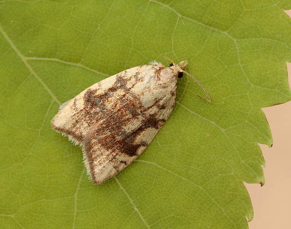 49.060 BF1032 Aleimma loeflingiana