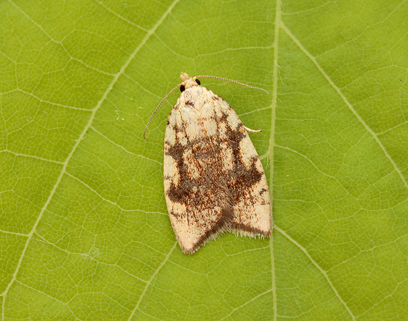 49.060 BF1032 Aleimma loeflingiana