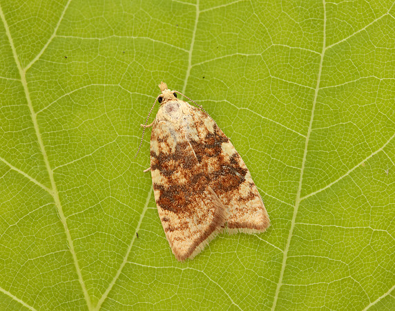 49.060 BF1032 Aleimma loeflingiana