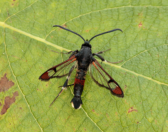 52.008 BF380 Red-tipped Clearwing Synanthedon formicaeformis