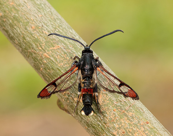 52.008 BF380 Red-tipped Clearwing Synanthedon formicaeformis