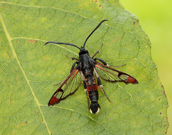 52.008 BF380 Red-tipped Clearwing Synanthedon formicaeformis