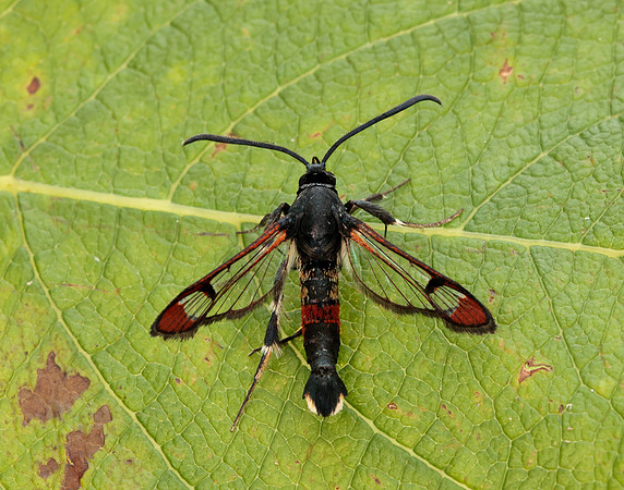 52.008 BF380 Red-tipped Clearwing Synanthedon formicaeformis