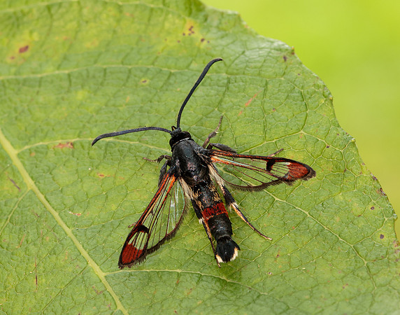 52.008 BF380 Red-tipped Clearwing Synanthedon formicaeformis