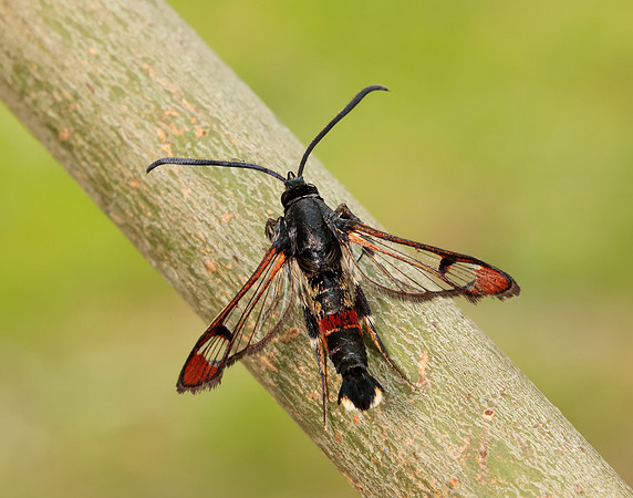 52.008 BF380 Red-tipped Clearwing Synanthedon formicaeformis