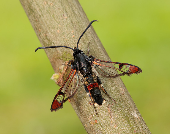 52.008 BF380 Red-tipped Clearwing Synanthedon formicaeformis