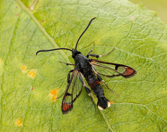 52.008 BF380 Red-tipped Clearwing Synanthedon formicaeformis