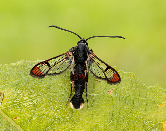52.008 BF380 Red-tipped Clearwing Synanthedon formicaeformis