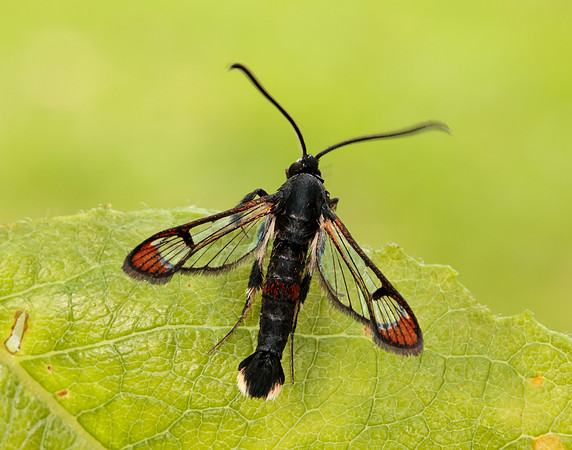 52.008 BF380 Red-tipped Clearwing Synanthedon formicaeformis