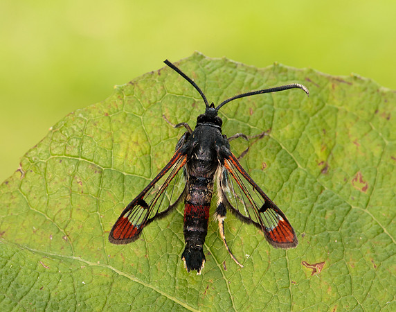 52.008 BF380 Red-tipped Clearwing Synanthedon formicaeformis