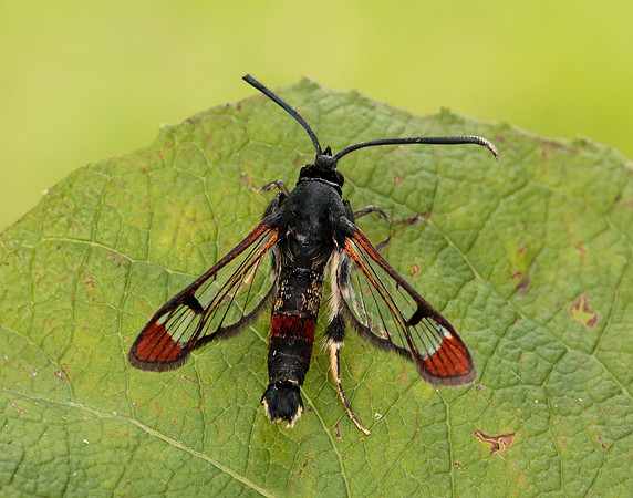 52.008 BF380 Red-tipped Clearwing Synanthedon formicaeformis