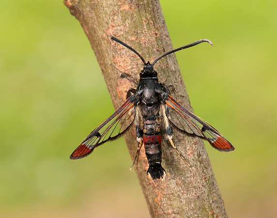 52.008 BF380 Red-tipped Clearwing Synanthedon formicaeformis