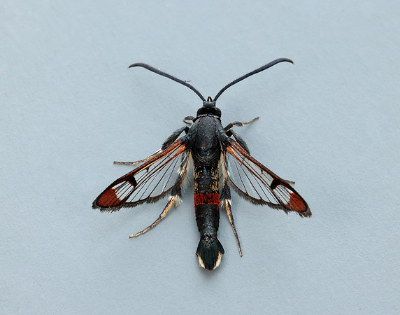 52.008 BF380 Red-tipped Clearwing Synanthedon formicaeformis
