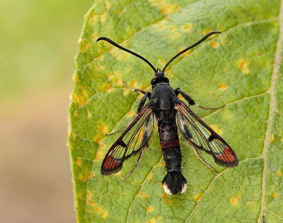 52.008 BF380 Red-tipped Clearwing Synanthedon formicaeformis